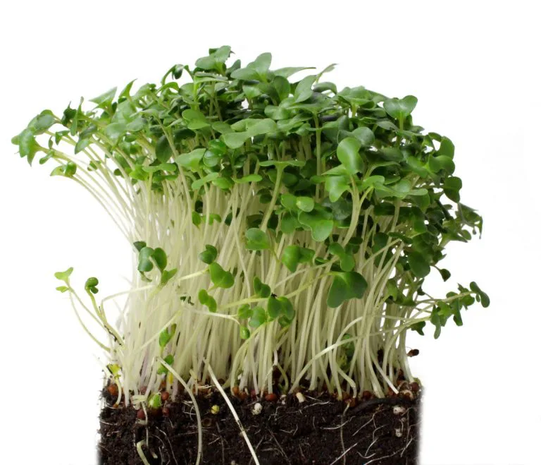 Microgreens 5 Broccoli Microgreens