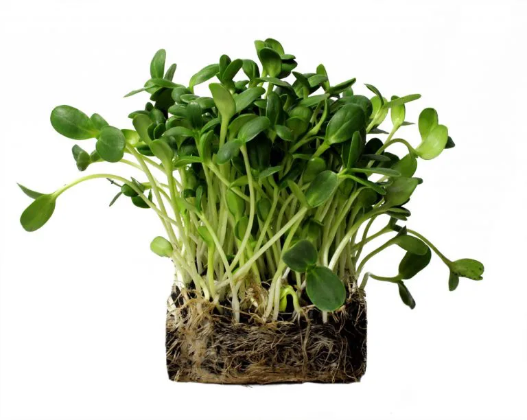 Microgreens 2 Sunflower Microgreens Perfect Foods