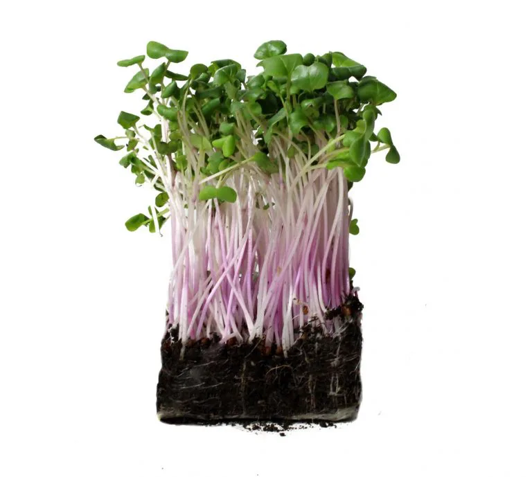 Microgreens 6 radish microgreens patch