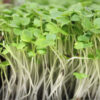 Arugula Microgreens
