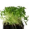 Cilantro Microgreens