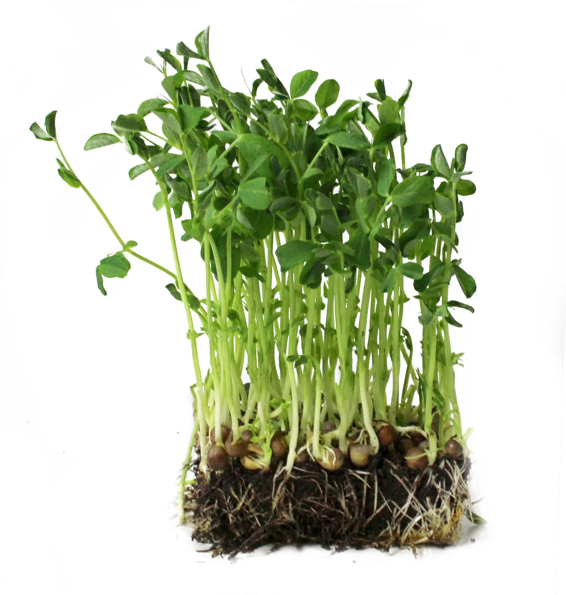 Microgreens 3 Pea Microgreens Perfect Foods