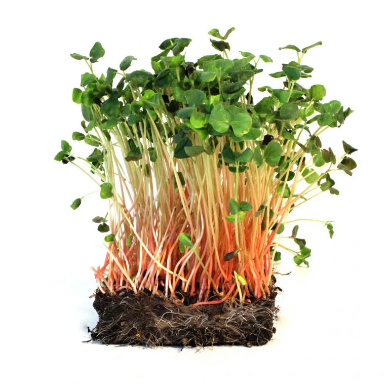 Microgreens 4 Buckwheat Microgreens