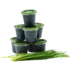 Frozen Wheatgrass Juice Stacked with wheatgrass