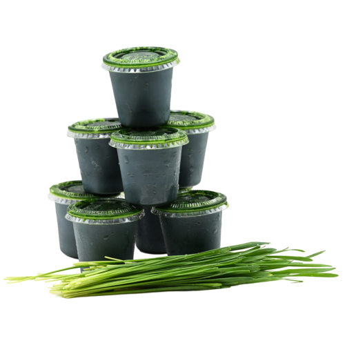 Frozen Wheatgrass Juice Stacked with wheatgrass