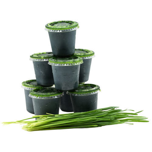 frozen wg shots
