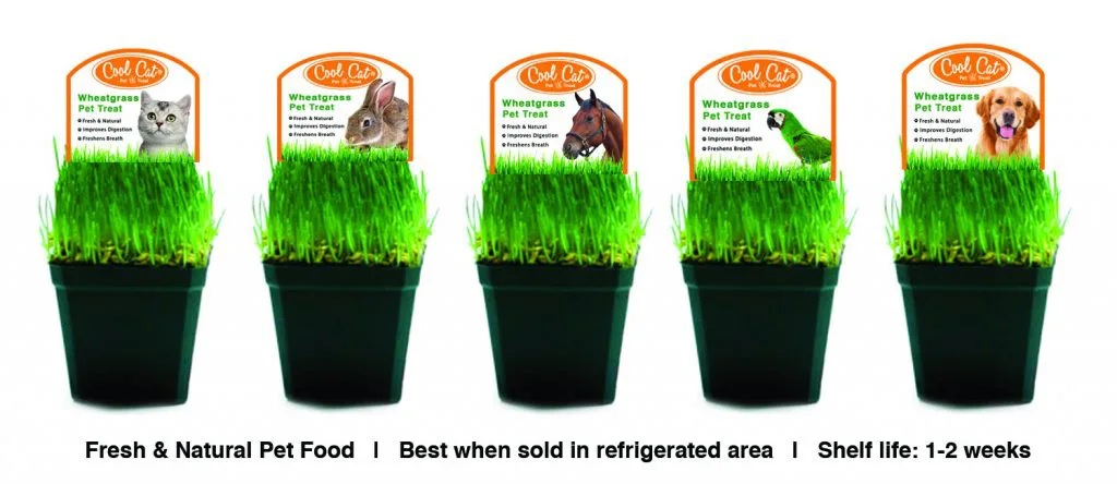 Wheatgrass best sale for dogs