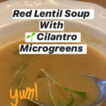 Red Lentil Soup with Cilantro Microgreens
