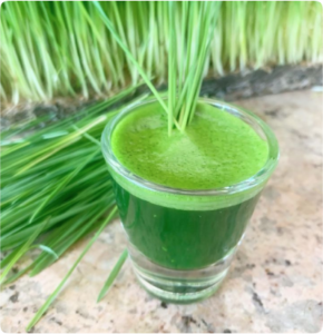 fresh organic wheatgrass enzymes